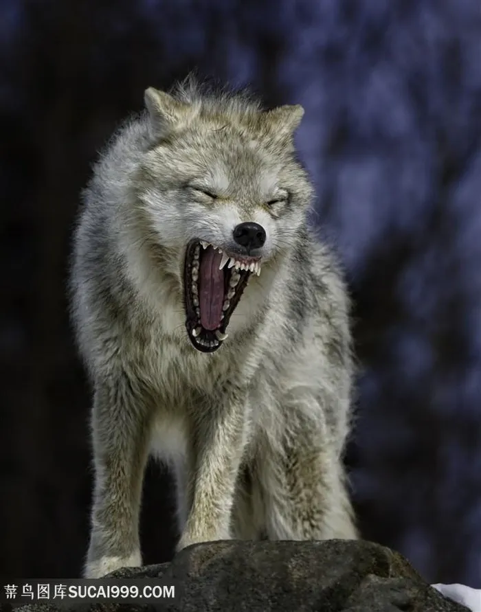 高清龇牙咧嘴嘶吼的灰狼图片