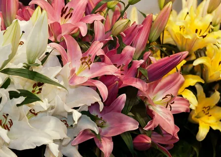 美丽的百合花图片 美丽的百合花图片