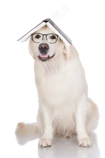 戴眼镜的宠物狗 戴眼镜的宠物狗