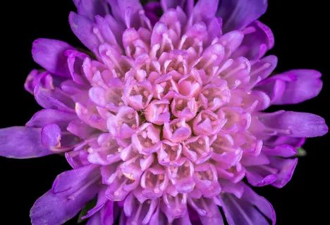 紫色花朵特写图片素材