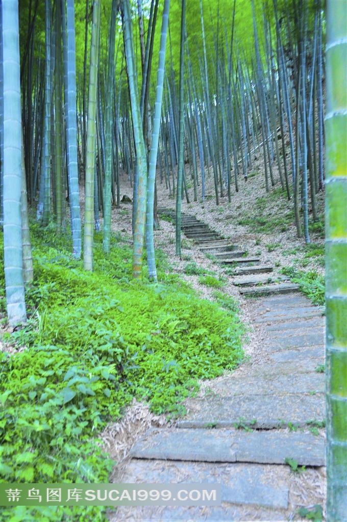 翠绿茂密竹林中的石阶小道