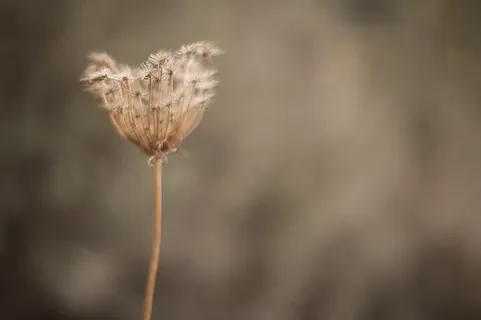 蒲公英 综调 孤独背景 蒲公英 综调 孤独背景