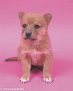 小型犬-坐着的小狗