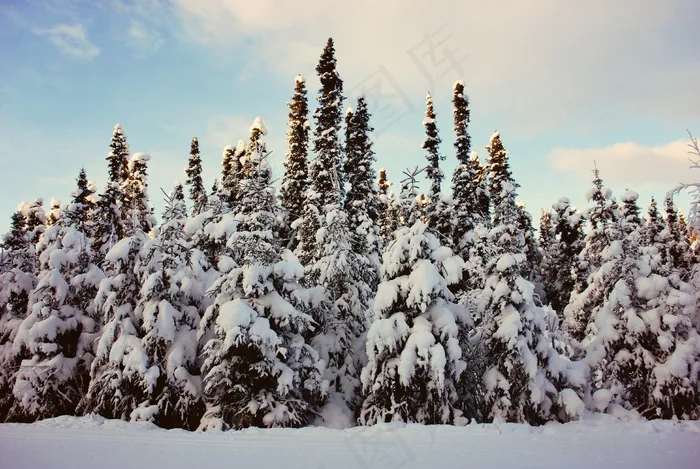 冬季冷杉图片