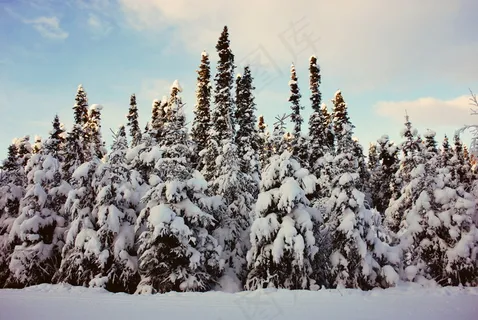 冬季冷杉图片 冬季冷杉图片