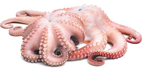 章鱼 PNG免抠(500x250)