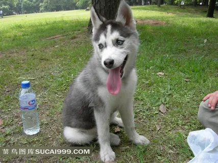 哈士奇矿泉水素材