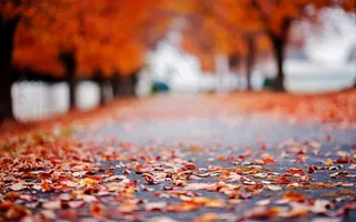 季节的象征也许就是一地的落叶了吧