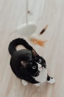 可爱猫咪猫猫摄影素材