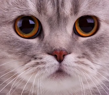 可爱大眼睛的小花猫 可爱大眼睛的小花猫