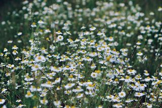 白色纯洁雏菊摄影素材