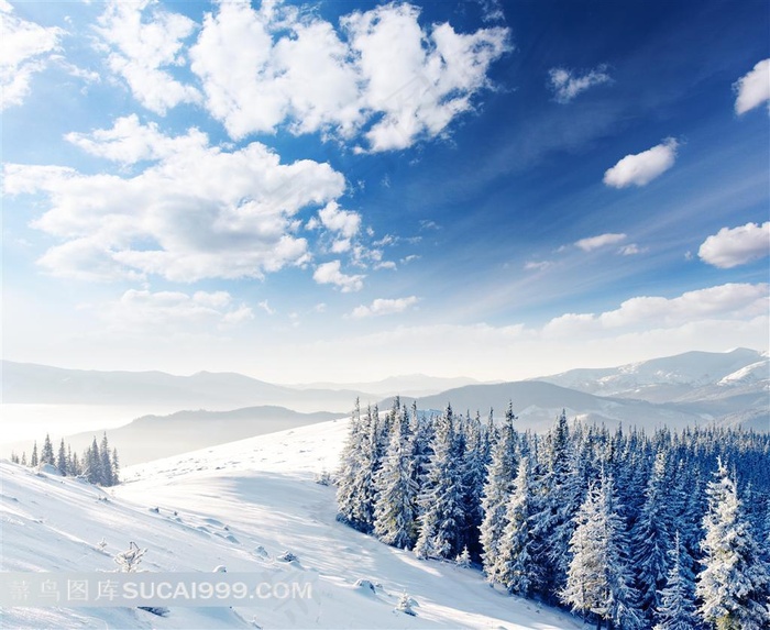 高清冬天雪地森林风景图片