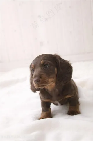 高清调皮腊肠犬小奶狗狗图片