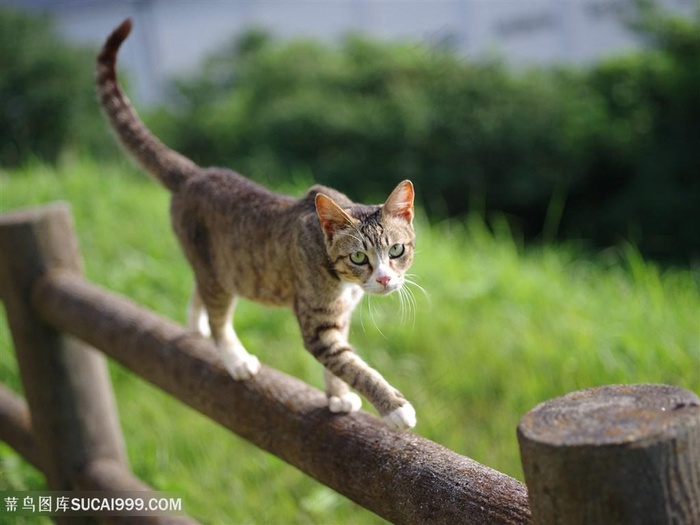 走在木栏上的小花猫咪图片