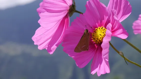 唯美小清新处暑格桑花 唯美小清新处暑格桑花