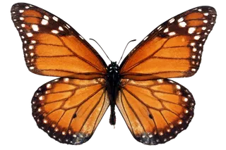 蝴蝶 彩蝶 花蝴蝶 动物 昆虫 免抠