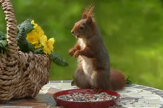 小松鼠摄影可爱图片