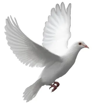 鸽子 PNG免抠