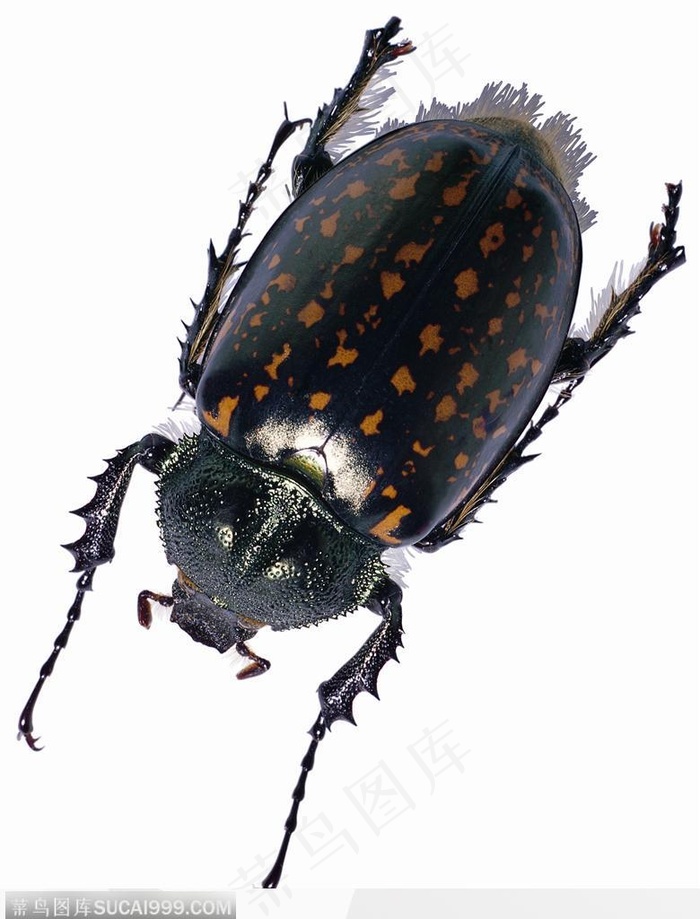昆虫世界-黑色的甲虫