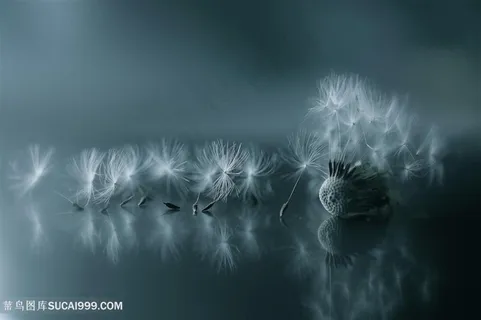 超高清唯美蒲公英花瓣鲜花图片 超高清唯美蒲公英花瓣鲜花图片