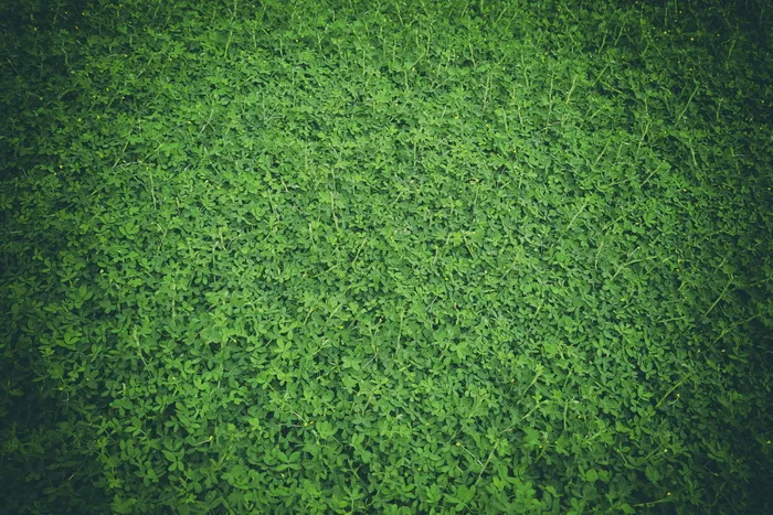 绿色草地背景