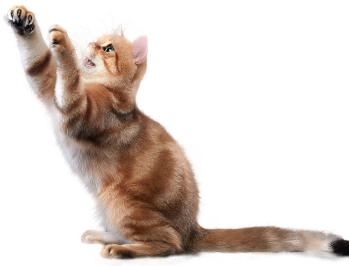 免扣素材实物猫咪摄影