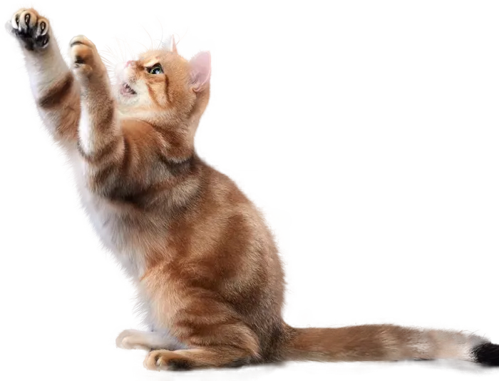 免扣素材实物猫咪摄影