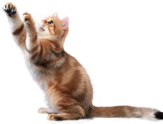 免扣素材实物猫咪摄影