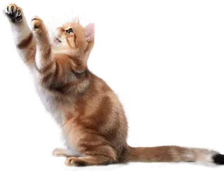 免扣素材实物猫咪摄影