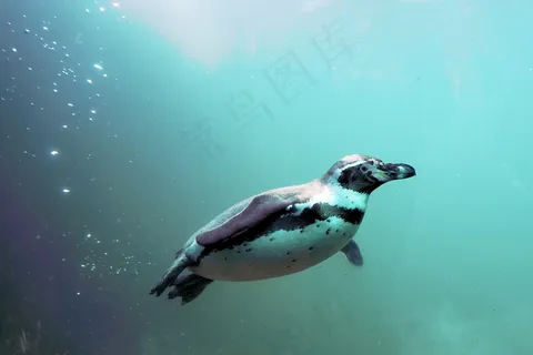 企鹅游泳的图片 企鹅游泳的图片