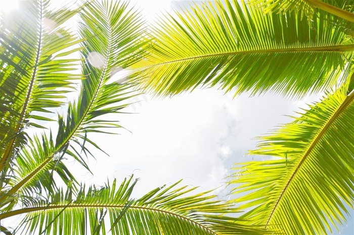 蓝天下的椰子树图