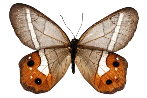 蝴蝶 彩蝶 花蝴蝶 动物 昆虫 免抠