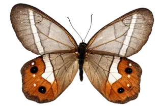 蝴蝶 彩蝶 花蝴蝶 动物 昆虫 免抠