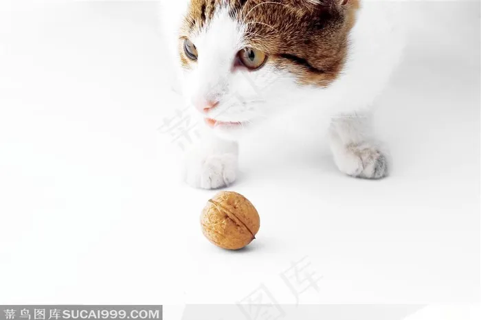 玩核桃的小猫