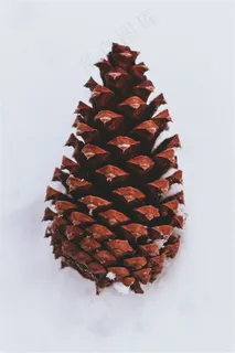 松树的种子松果摄影高清图 松树的种子松果摄影高清图