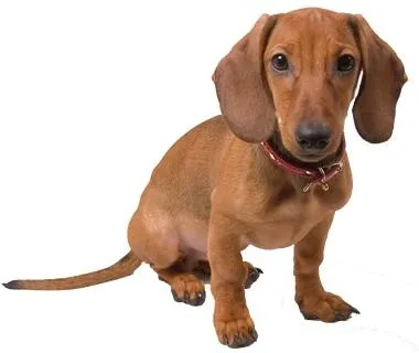 腊肠犬 PNG免抠(380x320)