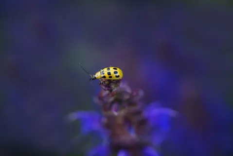 唯美鲜花瓢虫高清摄影图片 唯美鲜花瓢虫高清摄影图片