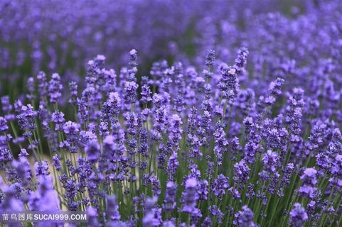 唯美紫色薰衣草花海鲜花图片