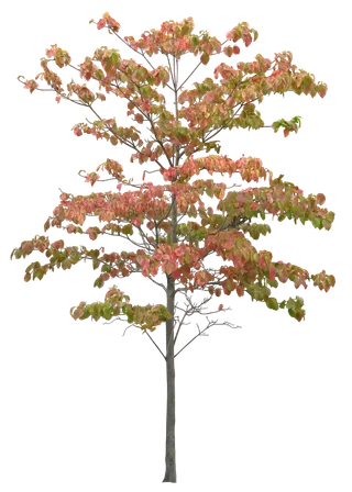 树木树枝树叶免扣素材