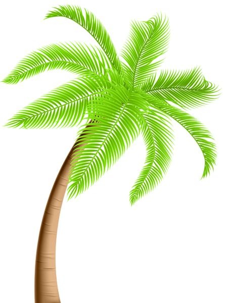 棕榈树 PNG免抠(445x600)