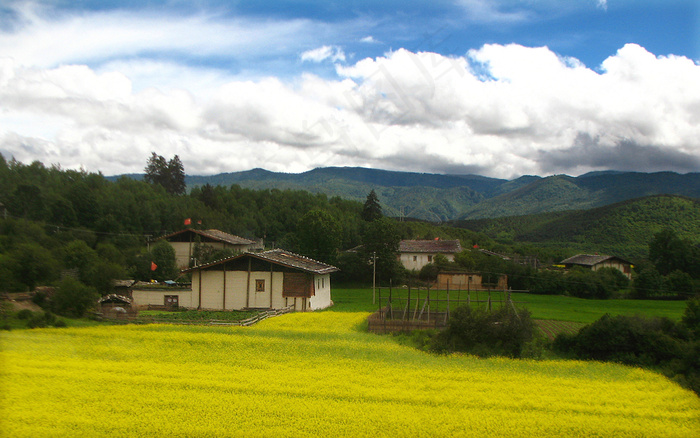 香格里拉油菜花图片