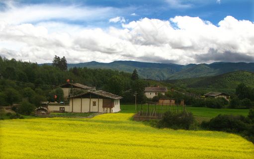 香格里拉油菜花图片
