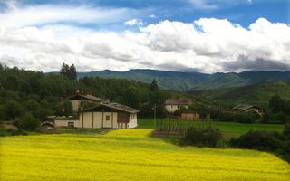 香格里拉油菜花图片