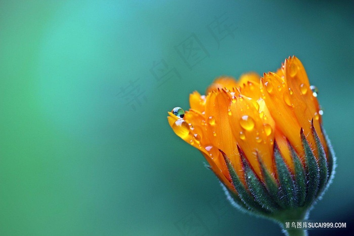 雨后绽放的鲜花花朵图片