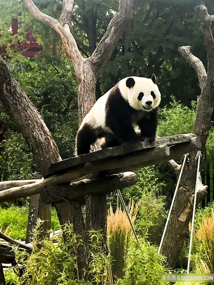 可爱的大熊猫图片