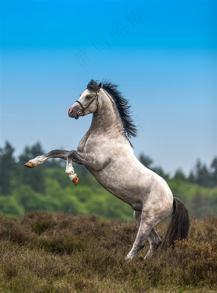 白色汗血宝马图片