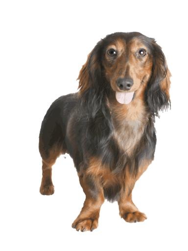 腊肠犬 PNG免抠(563x750)