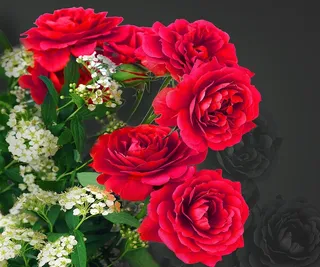 大红花在黑夜中绽放光彩