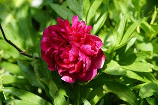 大红色牡丹花朵图片