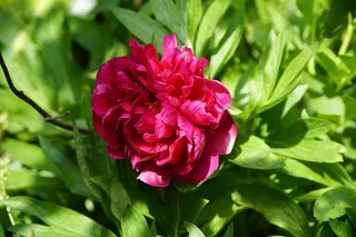 大红色牡丹花朵图片